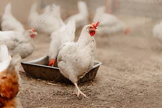 Chickens outdoors at a chicken farm