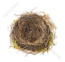 Detail of blackbird nest isolated