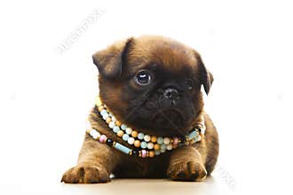 Image of dog white background