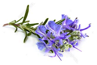 Rosemary with flowers isolated on white