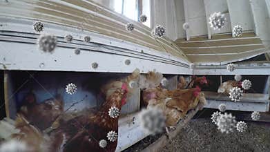 Covid-19 cells against hens eating in coop