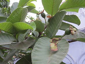 A  Picture Of guava tree