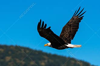 Bald eagle soaring in-flight, eagles flying