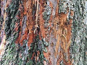 Linden Tree Bark