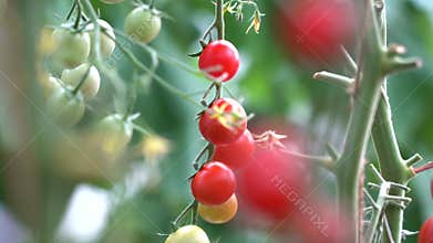 Tomatoes on a branch. Ripe tomato plant growing in homemade greenhouse. Fresh bunch of red natural tomatoes on branch in