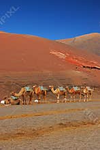 Due to covid19 pandemic, dromedary camels waiting for customers at Timanfaya National Park, Lanzarote island, Canary Islands