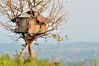 Tree house