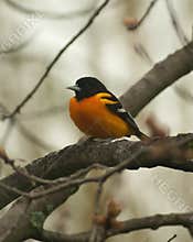 Baltimore oriole, icterus galbula