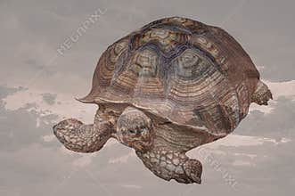 Abstract marine surreal landscape with a giant turtle flying in the clouds