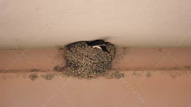 The Barn swallow bird on his mud nest.