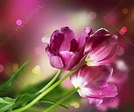 Tulips flower design