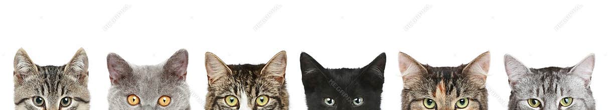 Cats half heads on a white background