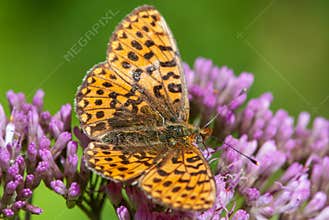 Alpine hairy close-up butterfly with a eye like soccer ball on purple flower