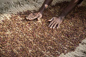 Hands of African Man Spreading a Clove to dry on the thatched mat at Pemba island, Zanzibar, Tanzania