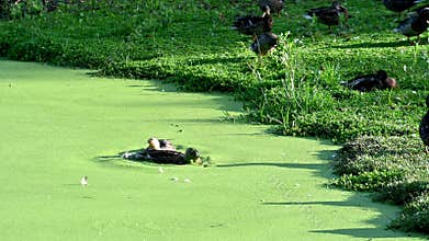 Blue-Green Algae Ducks