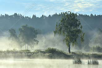 Misty foggy sunrise in summer near forest