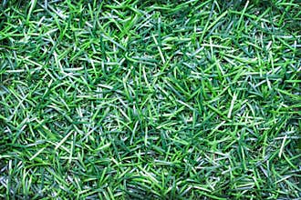 Green grass texture nature seamless patterns background