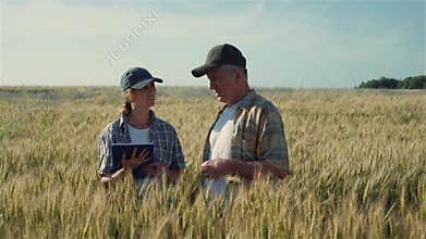 Two agronomists-farmers inspect wheat crops in the field.