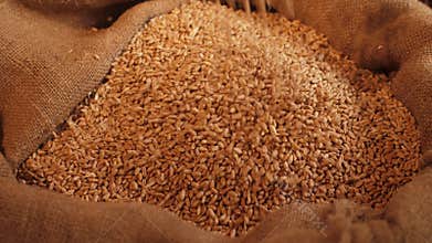 Wheat grains pouring in a bag