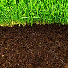 Healthy in soil