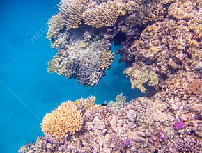Great barrier reef