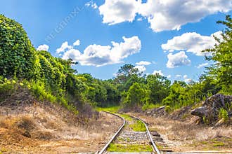 Train tracks disappear in to the green foliage