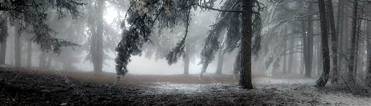 Fog in the forest