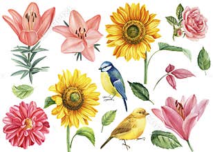 Set of flowers rose, dahlia, sunflowers, lily and birds titmouse, canary, white background, watercolor illustration
