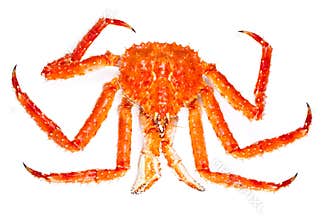 King crab