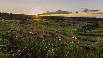 Jatiluwih rice fields in Bali. Indonesia. clouds moving Timelapse hyperlapse 4k