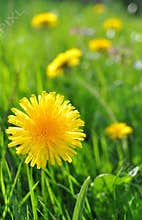 Dandelion