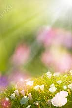 Glowing Spring Flowers