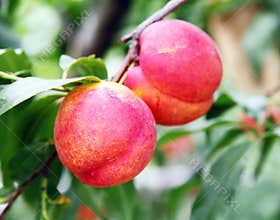 Peaches ripe in August