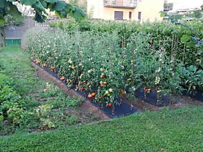 Tomato crop is ready to harvest  and make sauce italy
