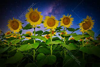 Sunflowers, Stars, Night, Milky Way, Nature