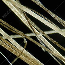 Hair under microscope