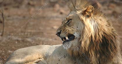 Aggressive Looking lion