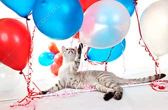 Cat playing with balloons.
