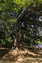 Beautiful view of a tall tree in Quinta das Lagrimas Garden in Coimbra, Portugal