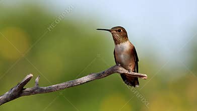 Male Rufous hummingbird chasing other birds away