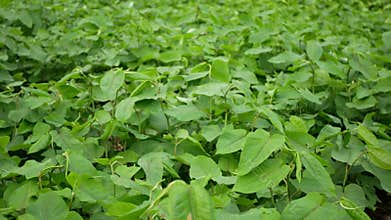 Knotweed Japanese, invasive expansive species of dangerous plants leaf, leaves Asia Reynoutria Fallopia japonica