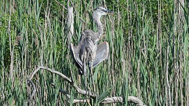 Great Blue Heron Gular Fluttering in Buddha Pose