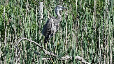 Great Blue Heron Gular Fluttering in Buddha Pose