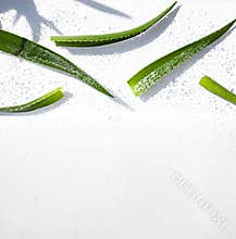Wet Aloe vera leaves on the noon sun on the white background. Copy space