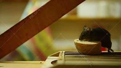 Mice in the dark closeup footage