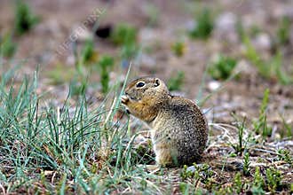 Richardson`s Ground Squirrel   604613