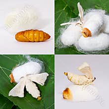 Mulberry pupa to moth collage