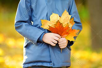 Little boy with maple leaves in autumn park. Preschooler child during stroll in fall forest. Autumn outdoor activity for family
