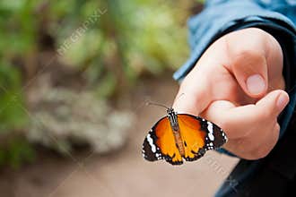 Butterfly on child's hand