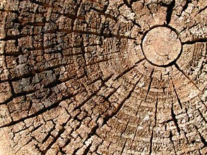 Old Wood Tree Rings Texture